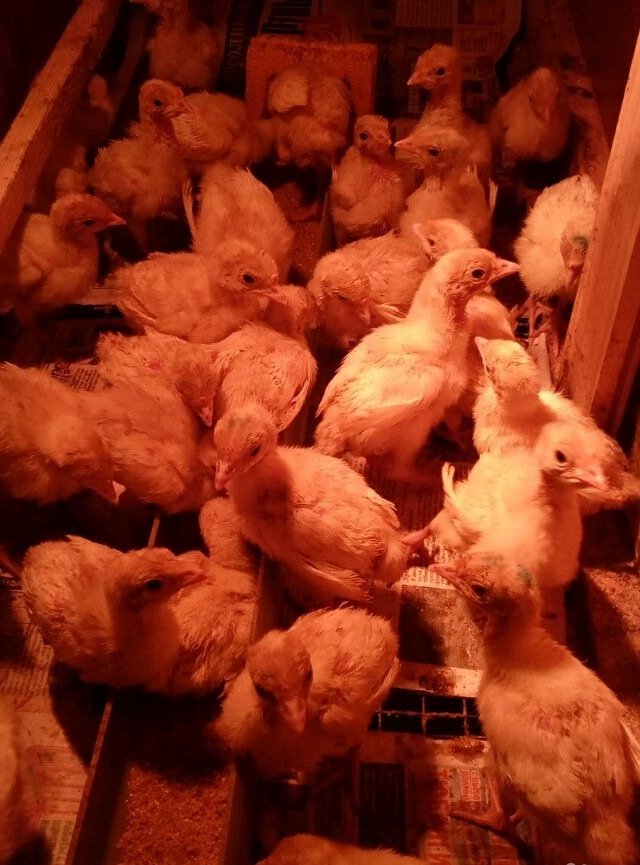 Продам птицу в Соликамске, Индюшата бройлерного направления, разного возраста, Птица