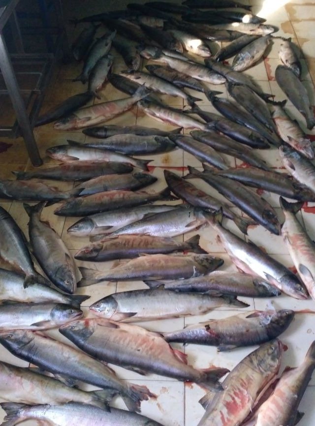 Продам мясо, кету отличного качества, низовская, плотное, красное, Имеется 2 вида