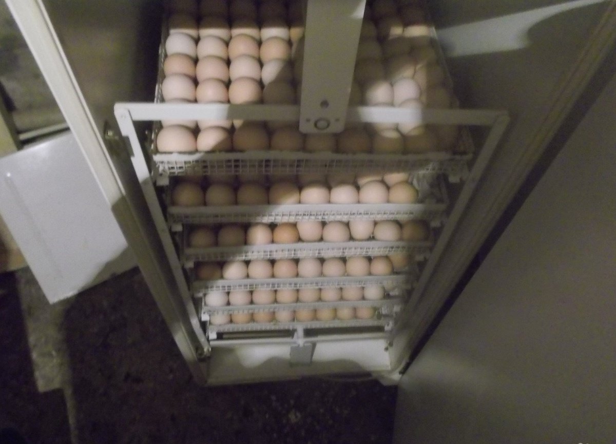 Продам яица в Иванове, Продается инкубационное яйцо бройлера кобб-500, Крупные