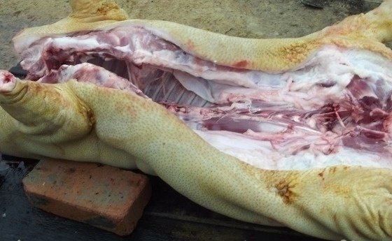 Продам мясо в Горшечное, реально домашнию свинину вкусное сочное, сало мягкое а
