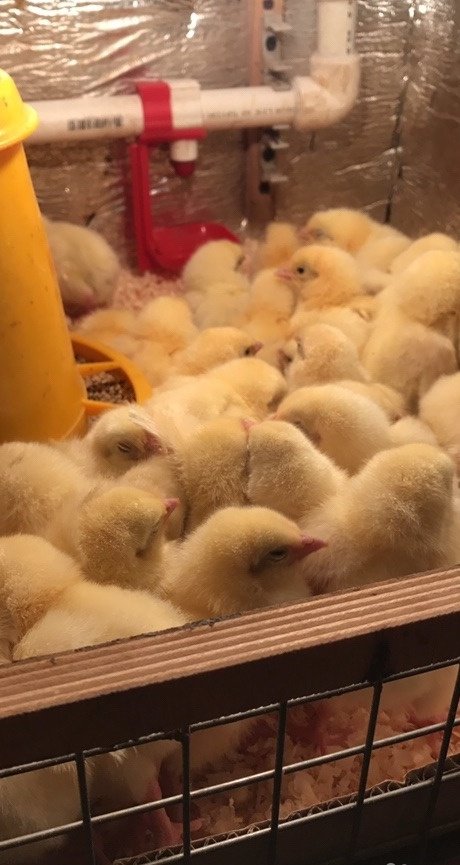 Продам яица в Санкт-Петербурге, Предлагаю Вашему вниманию бройлеров, птица высокого