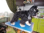 Стрижка собак и кошек. Стрижка модельная и гигиеническая , тримминг, удаление ко