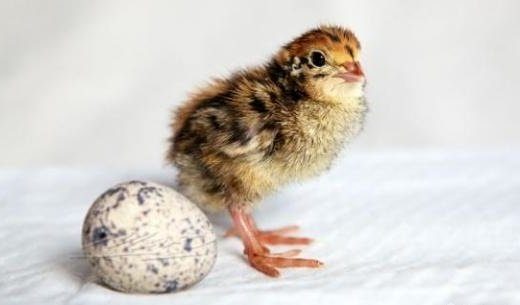 Продам яица в Петрозаводске, перепелов для разведения разных пород, Несушки от 45 суток
