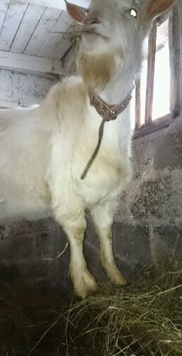 Продам в Тарусе, Зааненский козлик, Молодой активный зааненский козлик, приглашает