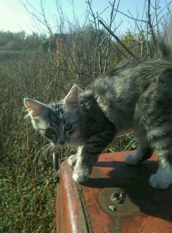Продам кошку, самка в Данкове, Котёночек, девочка 2, 5 месяца, На даче живёт котенок