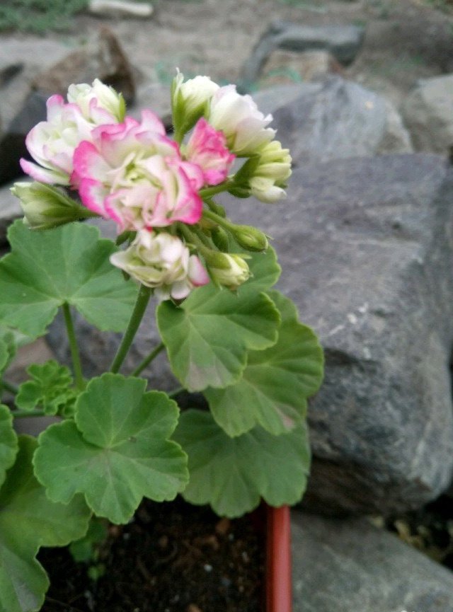 Продам комнатное растение в Новочеркасске, пеларгонию розебудную Appleblossom Rosebud