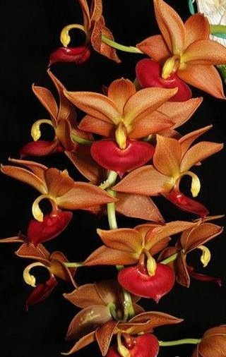 Продам комнатное растение в Санкт-Петербурге, Морковка Cycnodes Taiwan Gold Orange
