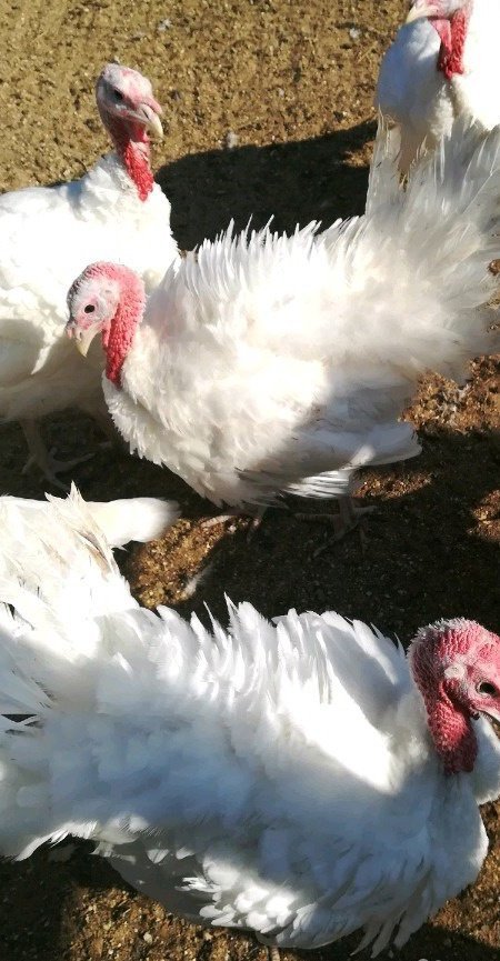 Продам с/х птицу в Снегири, индюки самцы, рождены 9 мая, Белые, бронзовые, Ставропольские