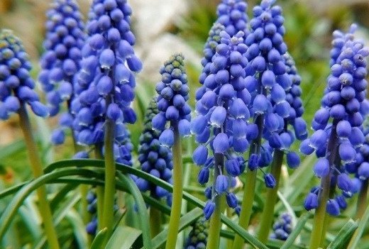 Продам комнатное растение в Уфе, Луковицы мускари армянский, Луковицы мускари, 10р штука