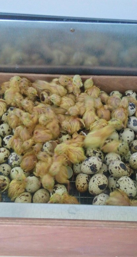 Продам с/х птицу в Лангепасе, Суточные перепела, суточные перепела белые техасские вывод