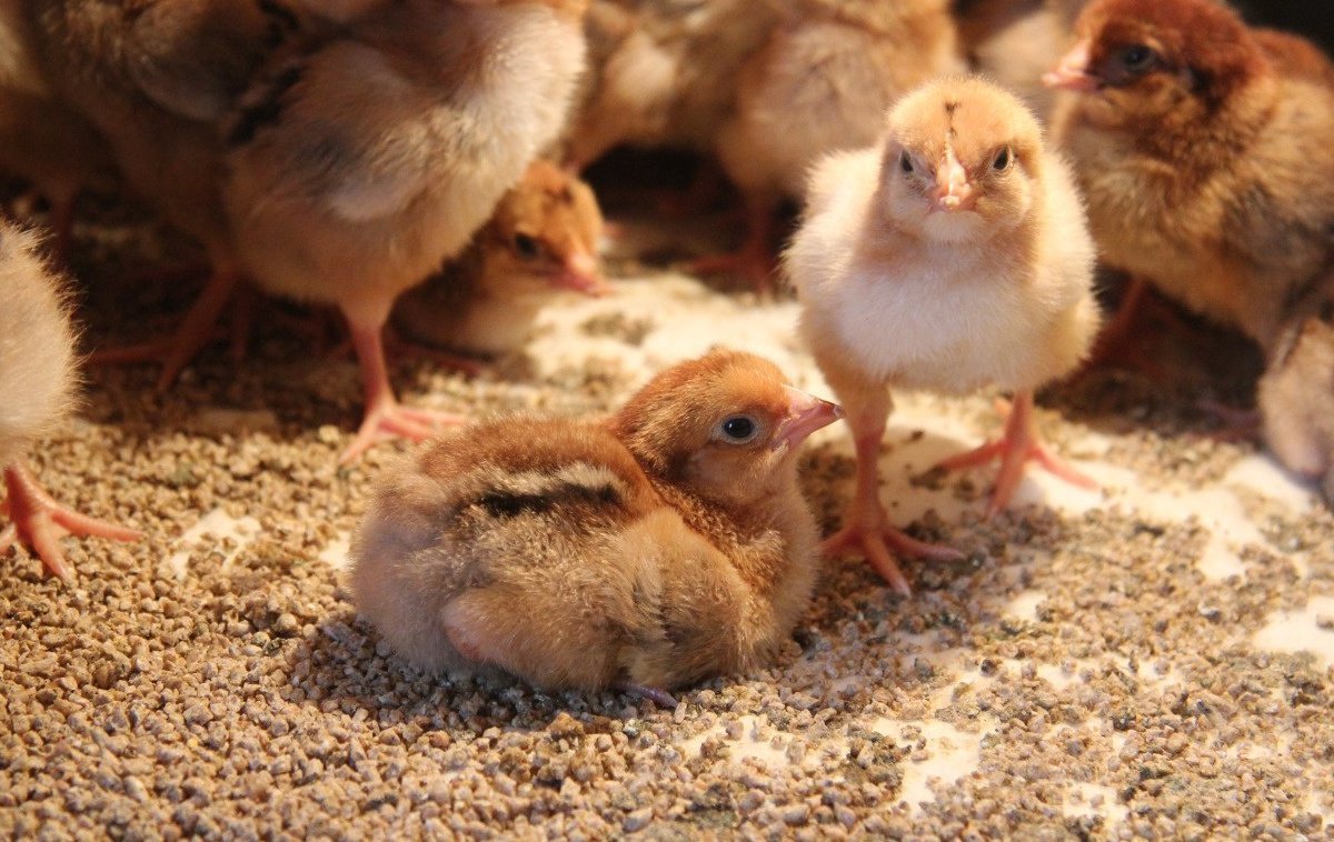 Продам яица в Нижнем Новгороде, Цыплята Кучинской Юбилейной, суточные, только под заказ