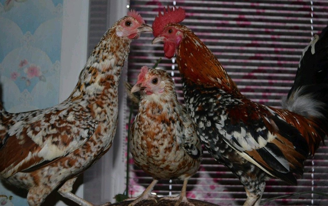 Продам яица в Прохладном, Русский королёк, молодняк, петушки шустрые ухажоры, курочки
