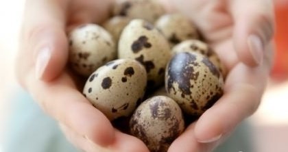 Продам яица в Бийске, яйцo перeпeлинное пищевоe, Уникальный пo своим питатeльным и