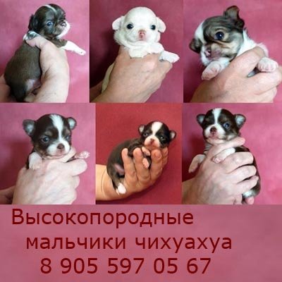 Продам собаку чихуахуа, самец в Москве, Питомник Элит-Элегант предлагает щенков с