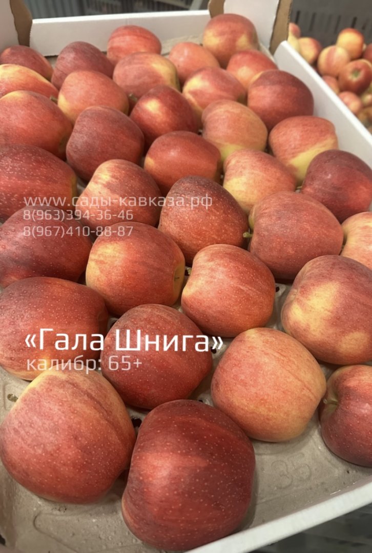 Продам в городе Нальчик, ООО Сады Кавказа Оптовая яблок разных сортов и калибров,