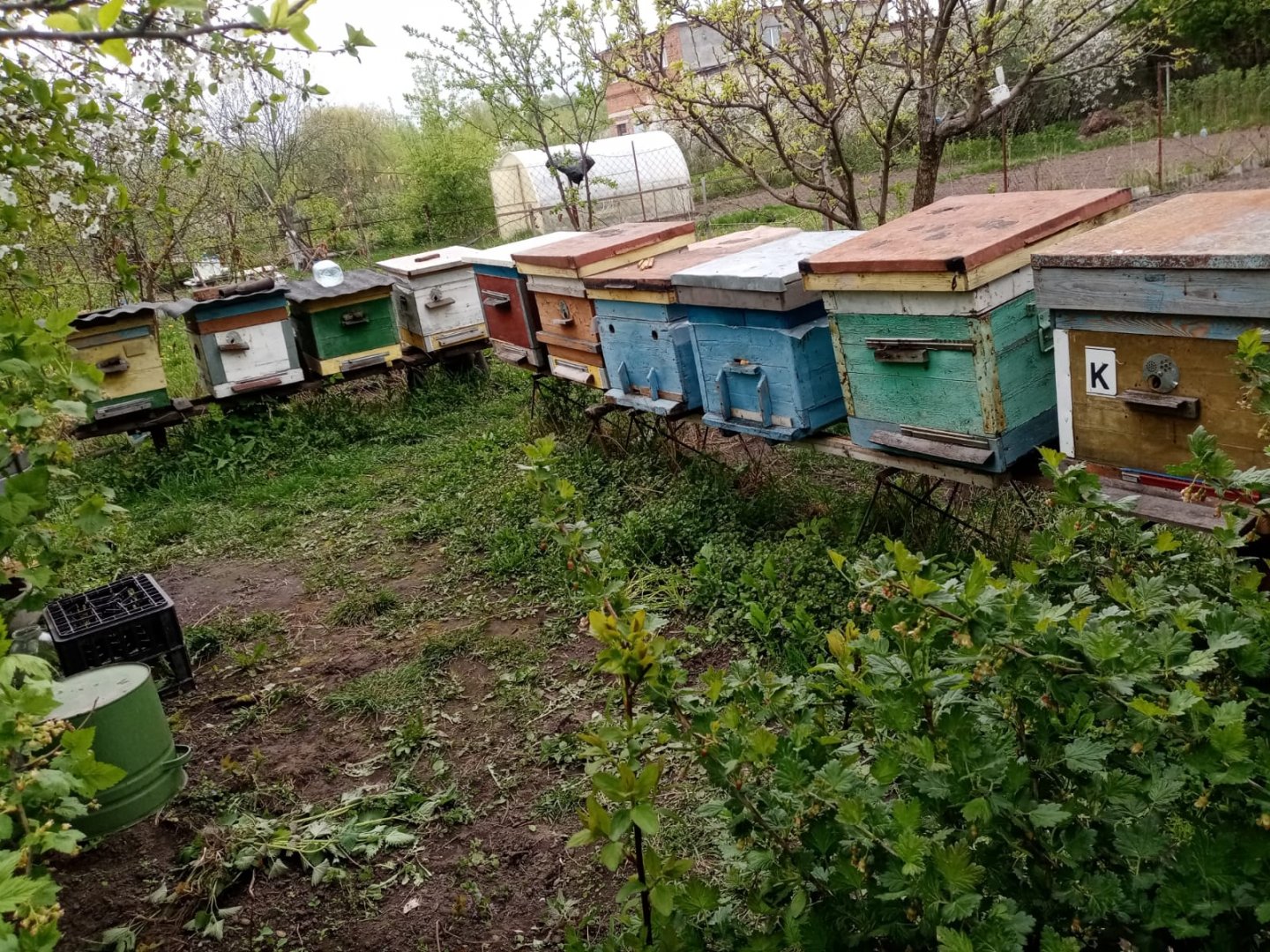 Продам в городе Курск, Пчелы и улья, пчелосемьи "Карника Карпатка" на высадку, Обработаны