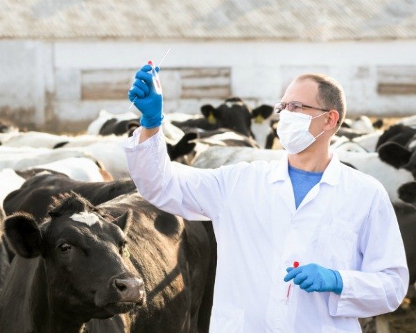 Продам в городе Белгород, Ветеринарные консультации и монтаж электрики и механики