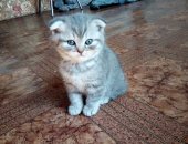 Продам шотландская, самец в Оренбурге, тся вислоухие котята 1, 5 месяца шатланской
