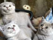 Продам шотландская, самка в Шахты, малышей, Им два месяца, питаются натуральной пищей