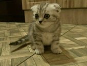 Продам шотландская, самец в Ростове-на-Дону, Шотландские котята, Родились 29, 03, 18 два