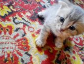 Продам шотландская в Барнауле, Окрас очень красивый: пепельный с голубым оттенком