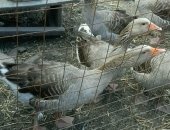 Продам с/х птицу в Гулькевичи, Гуси, гусей 700р за1штуку