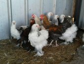 Продам с/х птицу в Шебекине, тся цыплята породы Брамма светлая, 3, 5 месяца