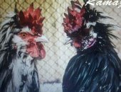 Продам яица в Казани, Мехеленская кукушка двух окрасов пера: крапчатые и БЕЛЫЕ
