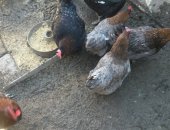 Продам яица в Туапсе, Яйцо инкубационное породистых кур, Маран-100р Америукан-100р