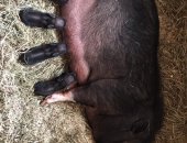 Продам свинью в Кемерове, Принимаем заявки на милых хрюшек! Шустрые вьетнамские кабанчики