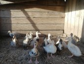 Продам с/х птицу в Иркутске, утят 1месяц, бройлерные, быстро набирают вес, от совместного