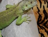Продам в Станице Суворовской, Зеленая игуана -мальчик, возраст 11мес, кушает любую зелень