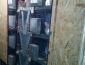 Продам в Томске, Миниферма, требующая минимум физ, усилий, Четырехярусная клетка для