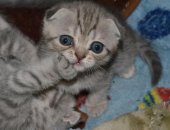 Продам шотландская, самец в Иванове, котят от шотландской веслоухой кошечки, звоните