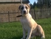 Продам собаку среднеазиатская овчарка, самка в Тамбове, Щенки алабаев 12, 01, 18