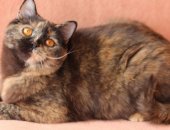 Продам шотландская, самка в Москве, кошечка, 2 года, повязана с вислоухим котиком