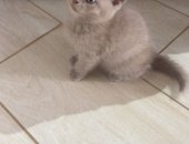 Продам британская, самка в Краснодаре, Прямоухие цена указана -девочка лиловая, девочка