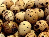 Продам яица в Москве, Свежая кровь! Родительское стадо завезено из Китая! Очень крупная