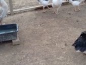 Продам с/х птицу в Каспийске, Петух, молодых петухов, стоимость одного петуха 300 рублей