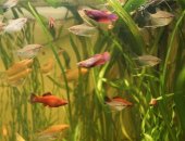 Продам рыбки в Ханты-Мансийске, аквариумных рыб и растения собственное разведение: Гурами