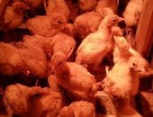 Продам птицу в Соликамске, Индюшата бройлерного направления, разного возраста, Птица