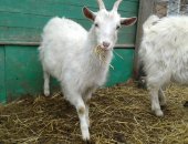 Продам козу в Омске, козочку и козлика обмен на теленка или корм, Козочка 10 мес