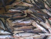 Продам мясо, кету отличного качества, низовская, плотное, красное, Имеется 2 вида