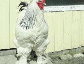 Продам яица, Инкубационное яйцо светлая брама, куропатчетая брама, палевый кохенхин 100р