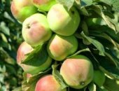 Продам комнатное растение, Сначала немного истории: Самые первые колоновидные яблони
