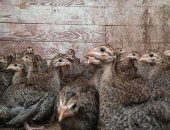Продам яица в Россошь, Продуктивность: масса самцов 3 3, 5 кг и масса самок 3, 5 4