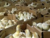Продам яица в Понежукае, Суточные индюшата, подрощенные, яйцо инкубационное, Реализуем