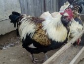 Продам с/х птицу в Владимире, Петух породы Фавероль, Активный, крупный, красивый