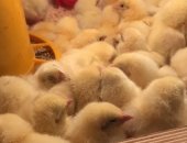 Продам яица в Санкт-Петербурге, Предлагаю Вашему вниманию бройлеров, птица высокого