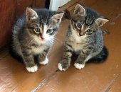 Продам кошку, самец в Кратове, Очаровательнейшие котята в дар в Жуковском, Фото